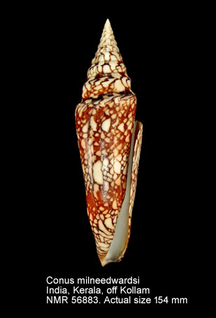 Conus milneedwardsi (2).jpg - Conus milneedwardsiJousseaume,1894